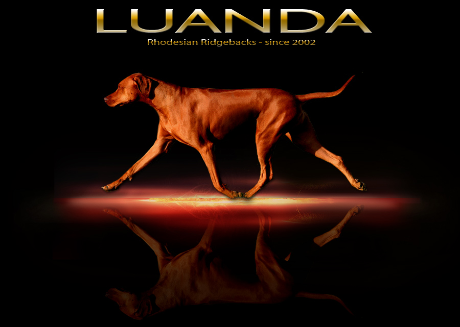 Welcome to LUANDA Rhodesian Ridgebacks -just CLICK!