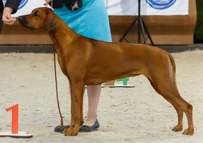 saimos pride magnificent sensation