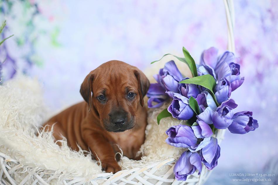 daisy 4weeks old 01