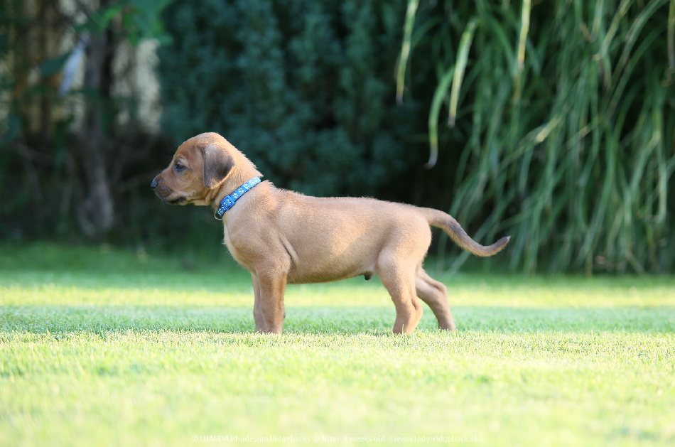 mr dark blue 4weeks oldIMG 3658