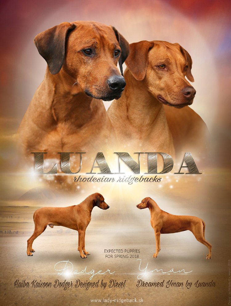 kimani rhodesian ridgebacks