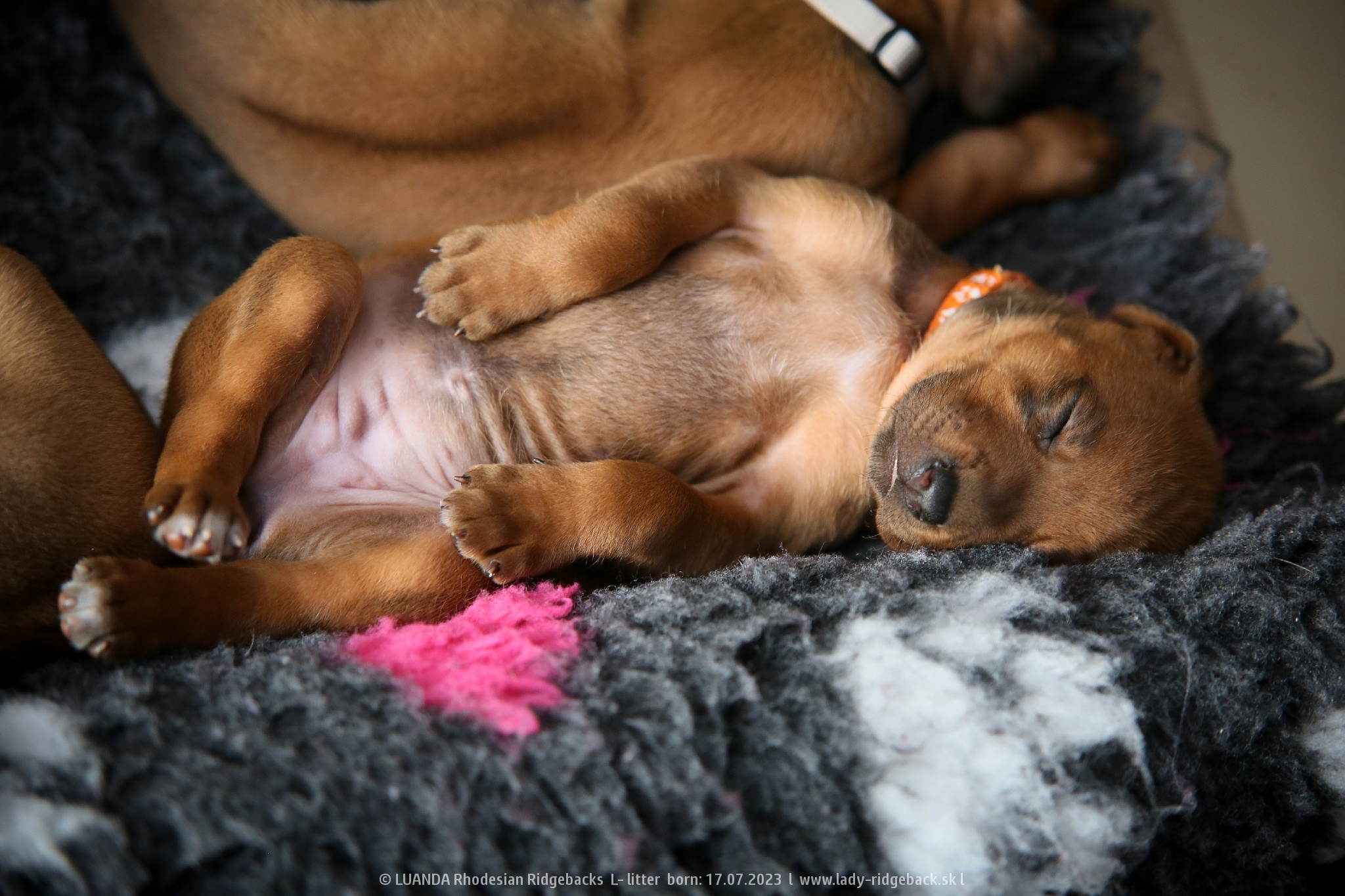 Rhodesian Ridgeback PUPPIES