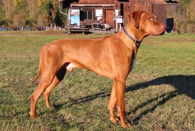 Cheyenne of kaulis ridges