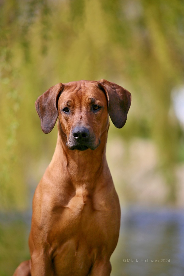 Kilimanjaro Rain of Luanda