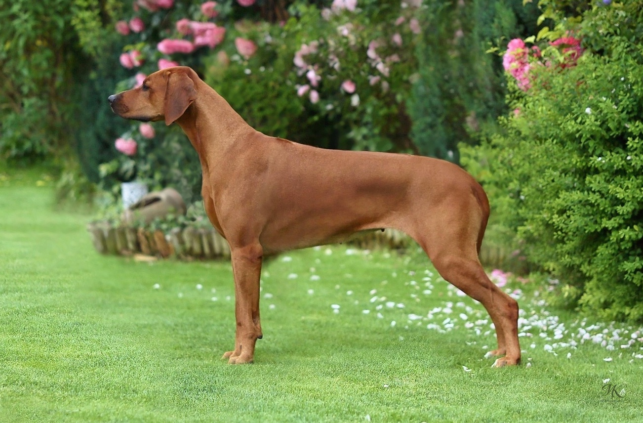 00daisy 3years june 24 after puppies IMG 6672