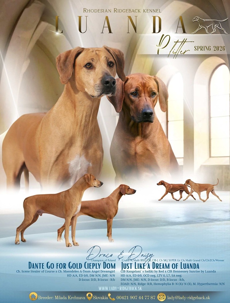 P - litter 2026 Daisy x Draco