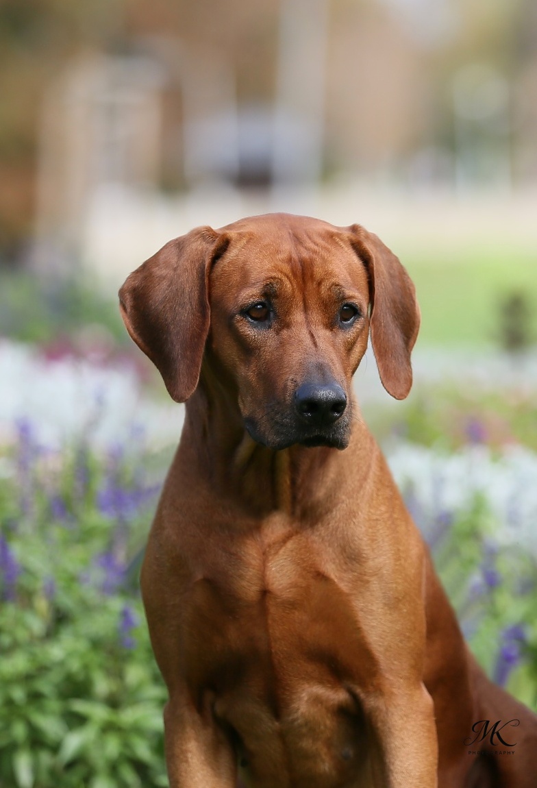 daisy portraitIMG 9313 web