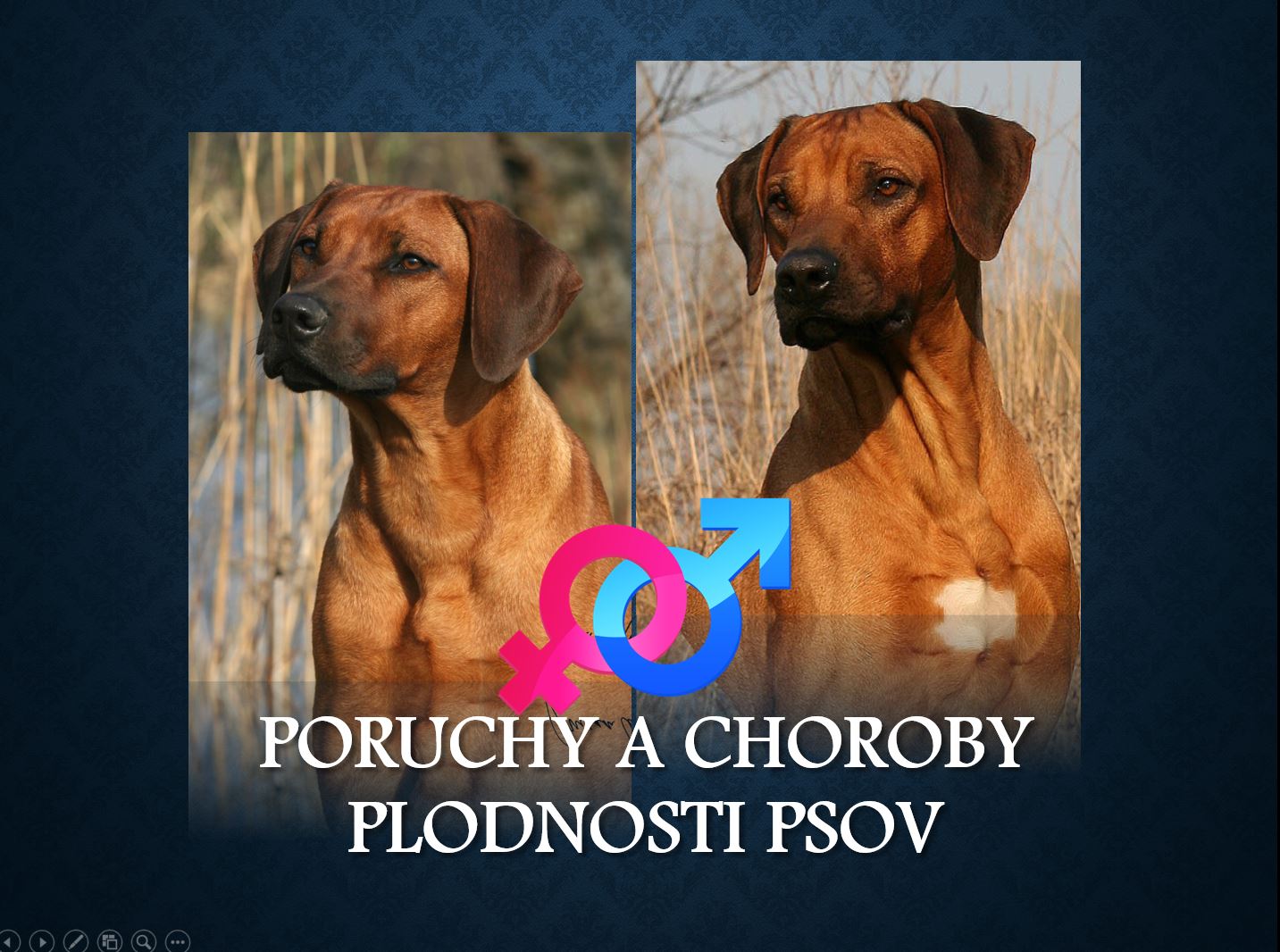 poruchy plodnosti u psov prezentacia