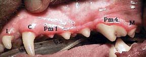Anatomie teeths