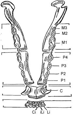 spodna celust