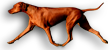 LUANDA Rhodesian Ridgebacks