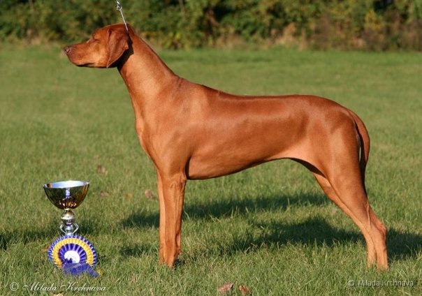 http://www.lady-ridgeback.sk/main/images/our_dogs/Hillvalleys_Angel_for_Luanda.jpg