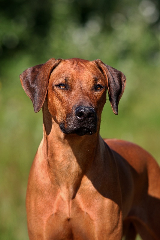 http://www.lady-ridgeback.sk/main/images/phocagallery/G-litter-Lexi/thumbs/phoca_thumb_l_img_8665.jpg