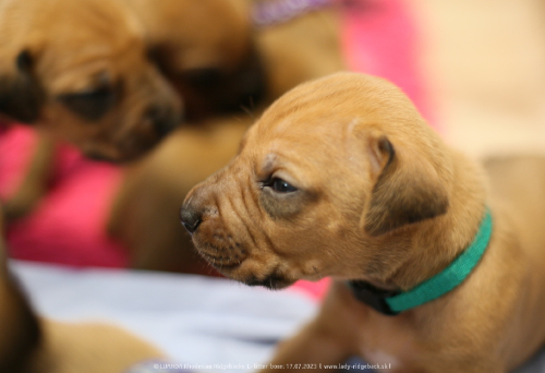 Luanda puppies 2weeks old