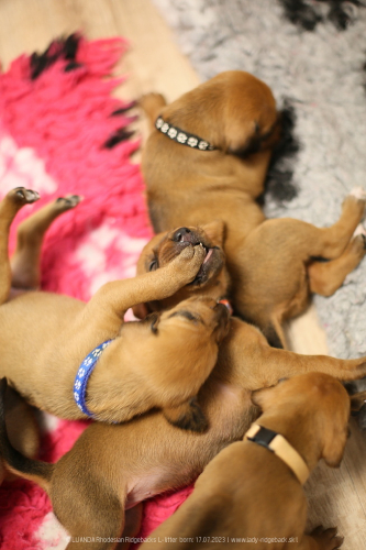 Luanda puppies 2weeks old