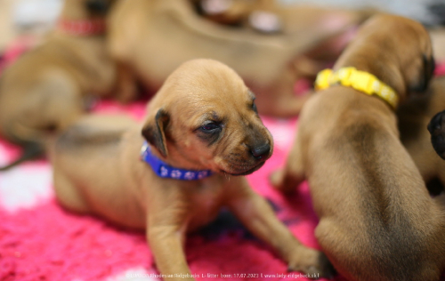 Luanda puppies 2weeks old