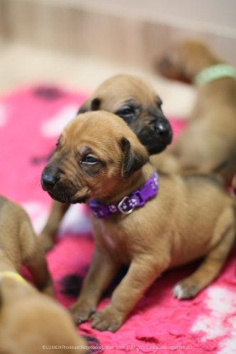 Luanda puppies 2weeks old