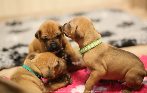 Luanda puppies 2weeks old