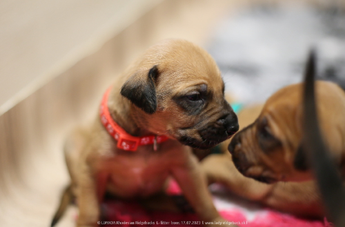 Luanda puppies 2weeks old