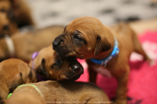 Luanda puppies 2weeks old