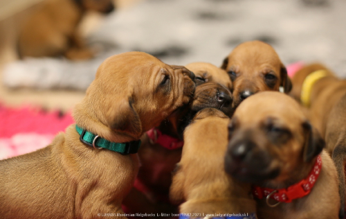 Luanda puppies 2weeks old