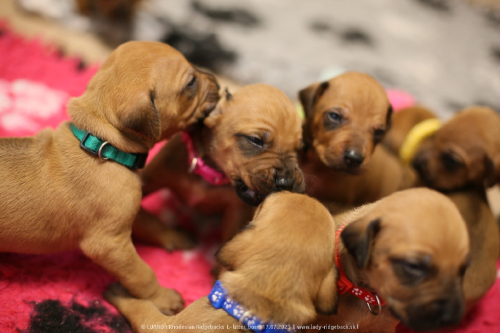 Luanda puppies 2weeks old