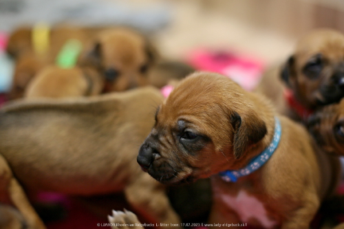 Luanda puppies 2weeks old