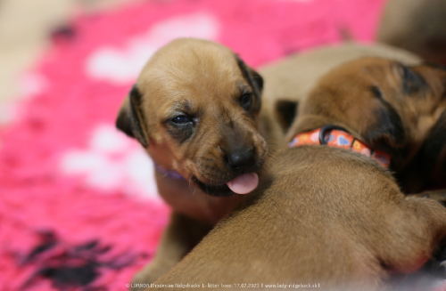 Luanda puppies 2weeks old