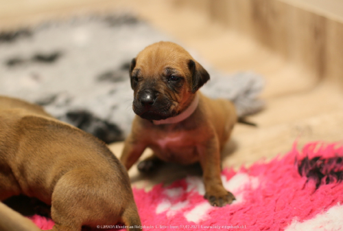 Luanda puppies 2weeks old