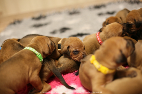 Luanda puppies 2weeks old