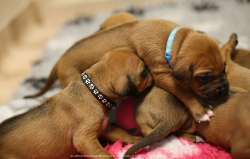 Luanda puppies 2weeks old