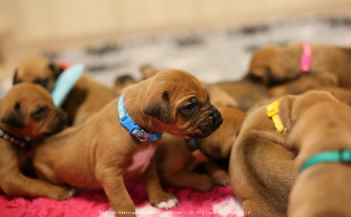 Luanda puppies 2weeks old