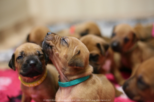 Luanda puppies 2weeks old