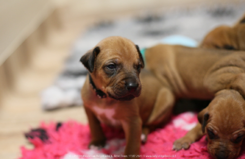 Luanda puppies 2weeks old