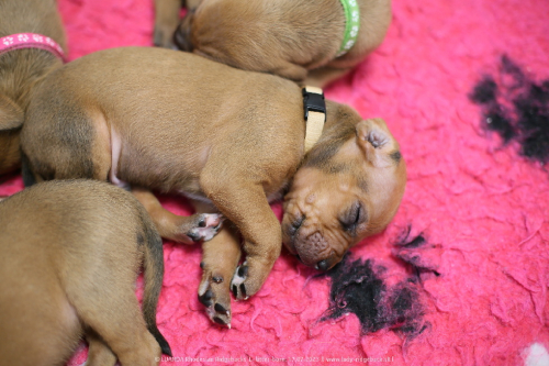 Luanda puppies 2weeks old