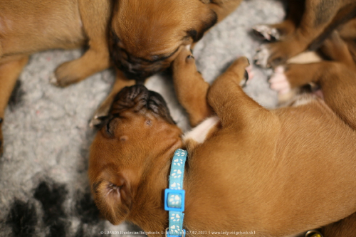 Luanda puppies 2weeks old