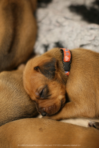 Luanda puppies 2weeks old