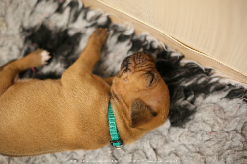 Luanda puppies 2weeks old