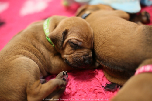 Luanda puppies 2weeks old