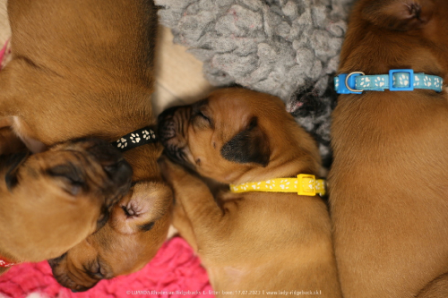 Luanda puppies 2weeks old