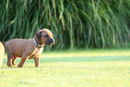 4 weeks old in the garden