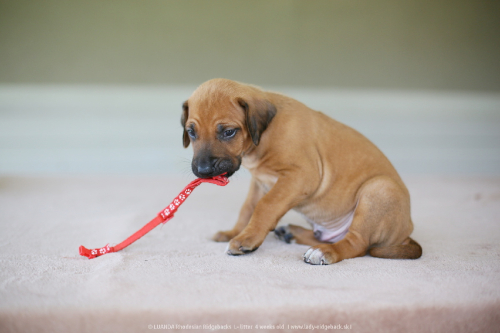 mr red - 4weeks old