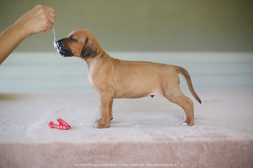 mr red - 4weeks old