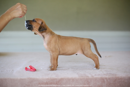 mr red - 4weeks old