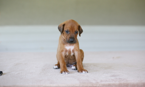 mr black - 4weeks old