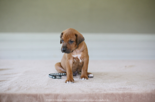 mr black - 4weeks old