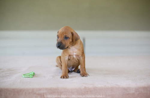 mr light green - 4weeks old