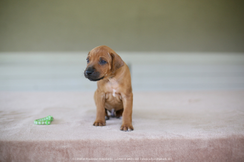 mr light green - 4weeks old