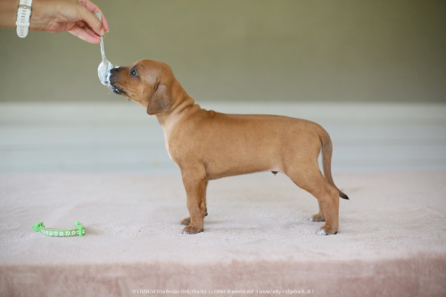 mr light green - 4weeks old