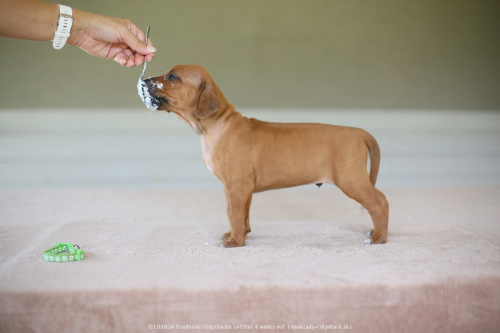 mr light green - 4weeks old